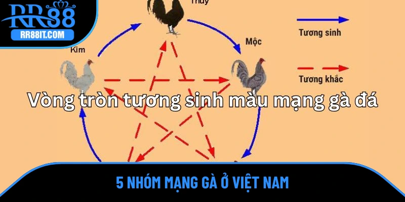 5 nhóm mạng gà xuất hiện ở Việt Nam