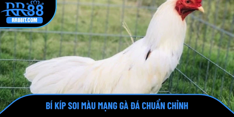 Bí kíp soi màu mạng gà đá chuẩn chỉnh