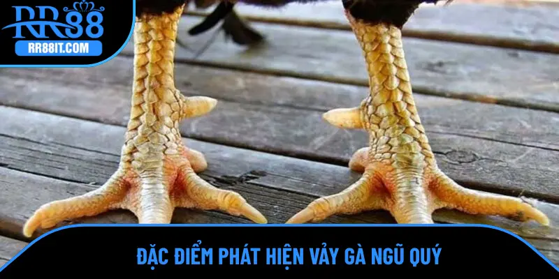Đặc điểm phát hiện vảy gà ngũ quý