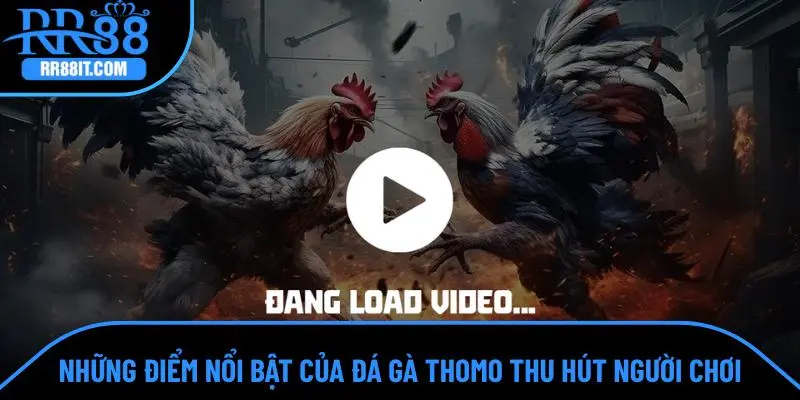 Những điểm nổi bật của đá gà Thomo thu hút người chơi